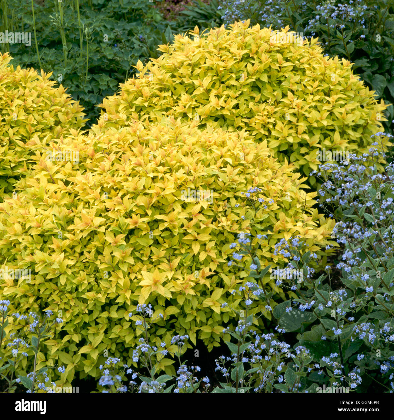 Spiraea japonica - `Gold Mound'   TRS006395 Stock Photo